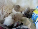 my cat