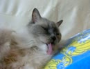 my cat2