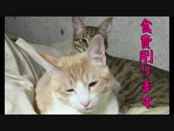 ゆる～く食費１万円生活【０週目】