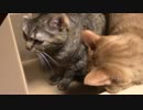 拾いねこ＠生後1366/1333日目　特に嘘つくこともないエイプリルフール。
