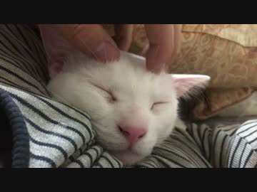 茶トラ猫兄弟、甘ったれ兄弟の生存報告にビビる