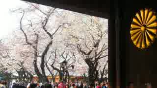 千代田のさくらまつり 2016 （千鳥ヶ淵・靖国神社）