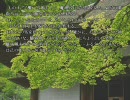【東.方】ぶるぶる幻想入りの９の後編