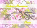 【オリジナル】　Sakura Hurricane / Sucre.　【Makina】