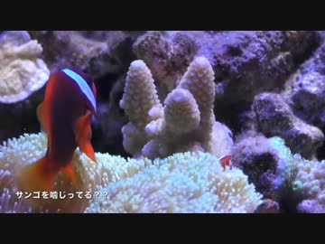 超浅場の海を作ろう！第19話 クマノミ、怒る！