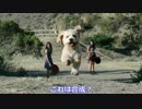 【爆笑！】偶然”やばい！”ことになってしまった奇跡の一枚！
