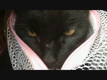 最恐の女帝猫、姿を消す