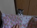 【ぬこ】棚の上のはなちゃん