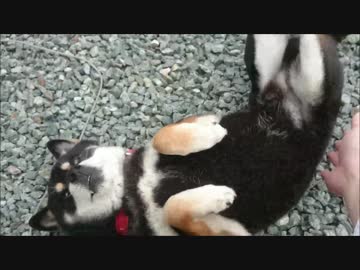 [柴犬]　甘えん坊