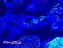 Maristella