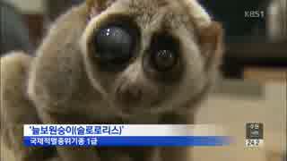 人気の 動物 スローロリス 動画 345本 9 ニコニコ動画
