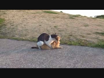 交尾中に喘ぐ猫。気持ちよさそ～！【交尾三部作１】