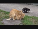 交尾する猫。レアな猫の３Ｐだ！！【交尾三部作２】