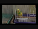 完全勝利したセキセイインコ