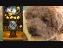 【FFRK】神引き10連 Wバーストフェス 愛犬かわいいでしょ？
