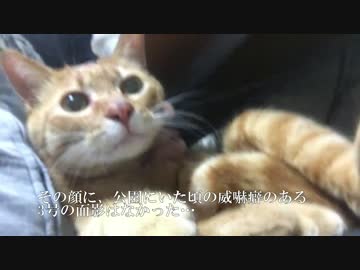 甘ったれ保護猫、徐々にくつろぎだす