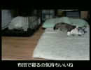 ＴＨＥ　犬ときどきワンコ達のたまり場　～ＮＯ　ＴＩＴＬＥ～　3