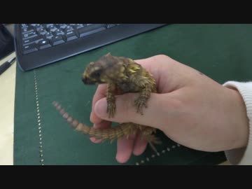 手乗りアルマジロトカゲ