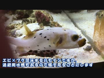 【わたしのアクアリウム】 コクテンフグ 【海水水槽】
