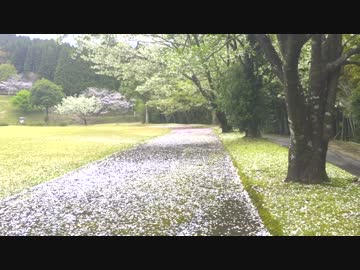 【癒し】　桜吹雪と鳥の声②