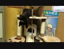 【癒し】 あずきは新しいアイテムを手に入れた