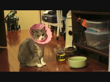 【モアクリ】 エリザベス・モアレ 再び