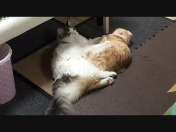 仲良ししてたはずが突如としてバトルに突入する猫達