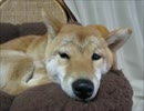 眉毛犬　（１６年４月４日）