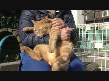 キンタマンダム