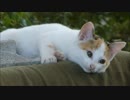 野良猫家族の中で一番やる気のない子猫