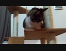 生後約一年の元野良猫兄妹、初めてのキャットタワー体験