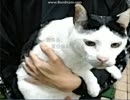 二人で猫係長に会いに行こう　Part3後半