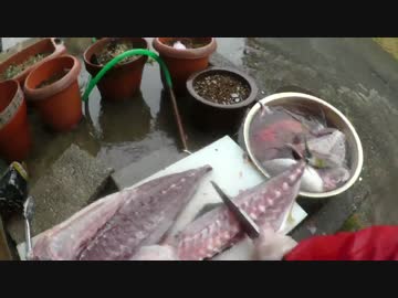 【にしやんFC】ジギングで釣ったブリと真鯛を卸してみた！