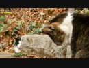 サバシロと懐かないハチワレ
