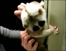 完全勝利した淫夢くんUC