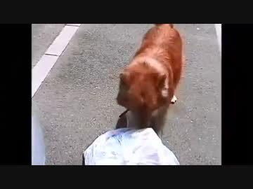 やまにん君　ゴミ捨てｗｗｗ