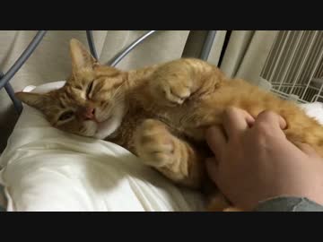 甘ったれ保護猫、腹をモフられる