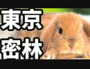 東京で弱肉強食トーキョージャングル実況プレイ【18】