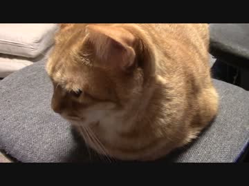 拾いねこ＠生後1371/1338日目　今日は広島の人になってますー。