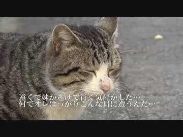 【新ジャンル】肉食系猫耳熟女が迫ってきてオレの陰嚢が縮んだ件