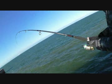 【にしやんFC】内海の防波堤で"あの"巨大生物を捕獲した！