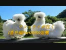ウコッケイが往く（番外編Part20）S5強襲