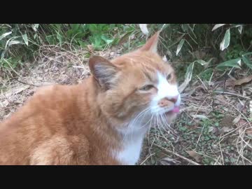 公園のビューティー猫、猫風邪を患う