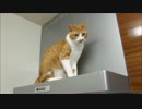 ルゥ君、またまたいつの間にそんなところに・・・！？