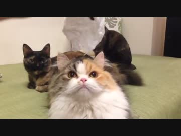 遊ぶ猫。見る猫。