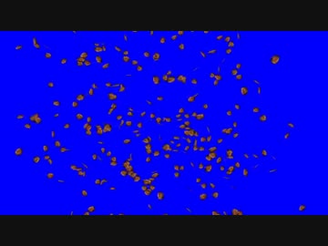 星空と化した先輩BB.mp4