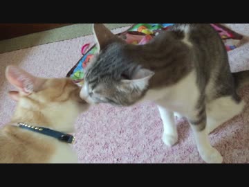 ひたすら甘えてくる猫たち，非常にかわいい