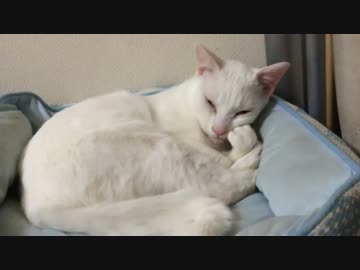 先住保護猫、甘ったれ保護猫を奇行で牽制する