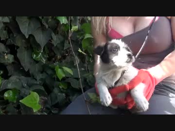 (∪´・ω・)→（∪＾ω＾）捨て犬保護シリーズ　38