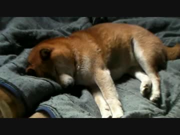 柴犬ジロー　寝んね4